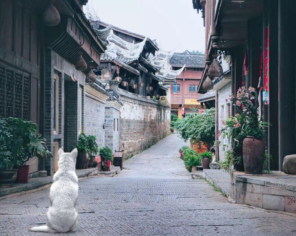 逃离可爱村落